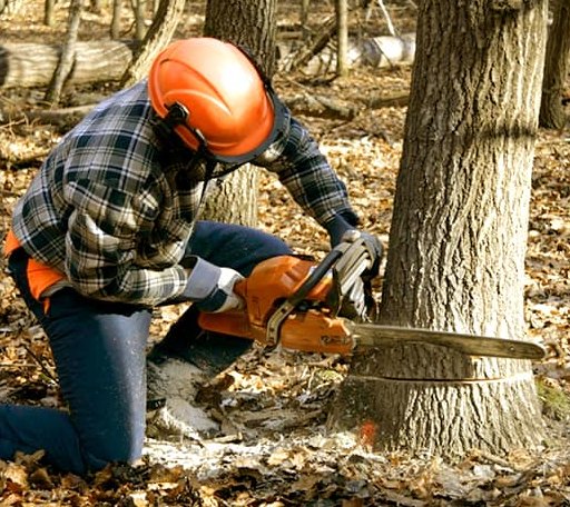 Tree Removal in Collins, IA